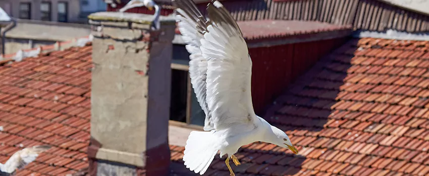 Residential Chimney Animal Removal Solution in Merrick, NY