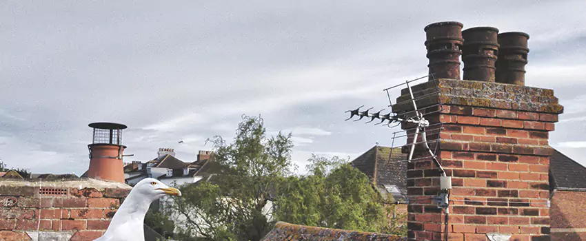 Chimney Cleaning And Restoration in Merrick, New York